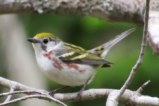 Belmont, NS - Jun. 7, 2019 - female in breeding plumage